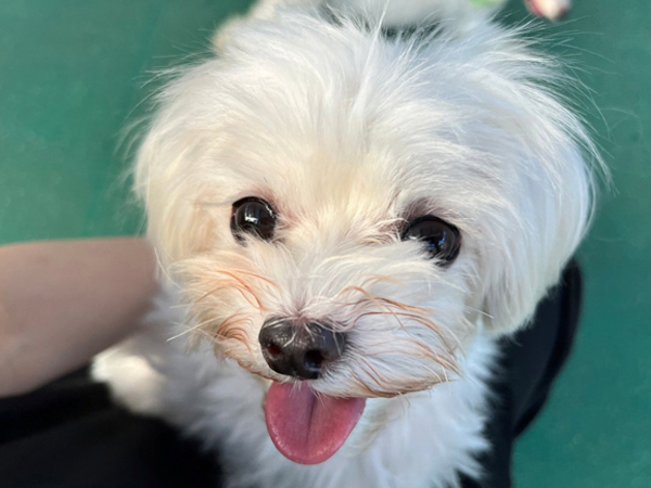 生徒が撮影したモデル犬♪～PART②～